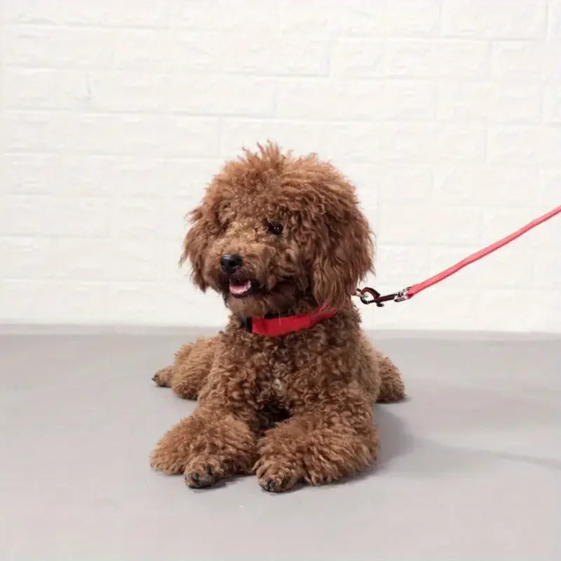 Coleira LED luminosa para cães da Gleff, com luz fluorescente para segurança noturna, visível na imagem.