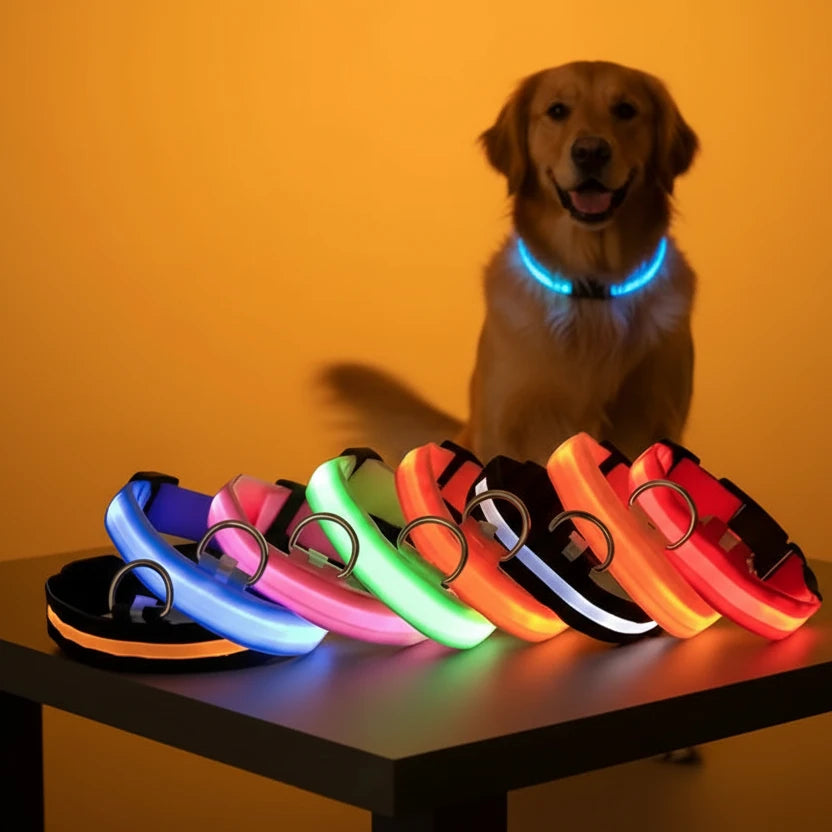 Coleira LED luminosa para cães da Gleff, com luz fluorescente para segurança noturna e visibilidade.